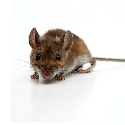 Deer Mouse