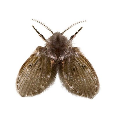 Drain Fly