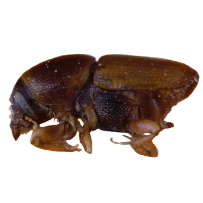 Elmbark Beetle