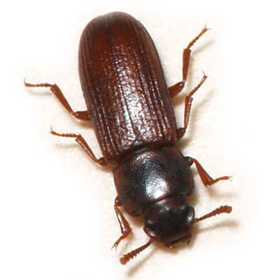 Flour Beetle