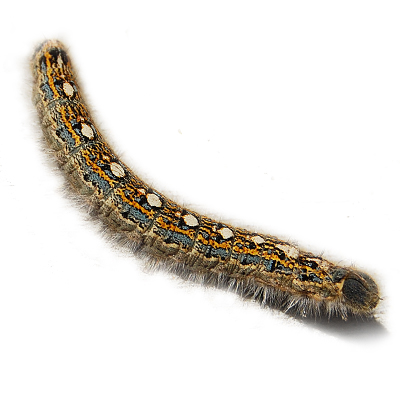 Forest Tent Caterpillar