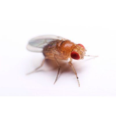Ask The Expert: Fruit Flies