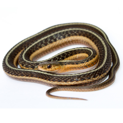 Garter Snake