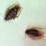 German Cockroach - Top and underside view