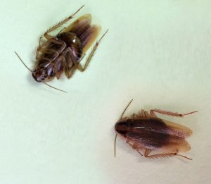 German Cockroach - Top and underside view