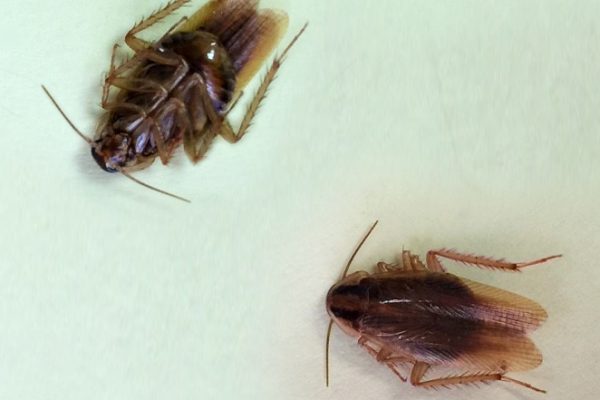 How to Get Rid of German Cockroaches