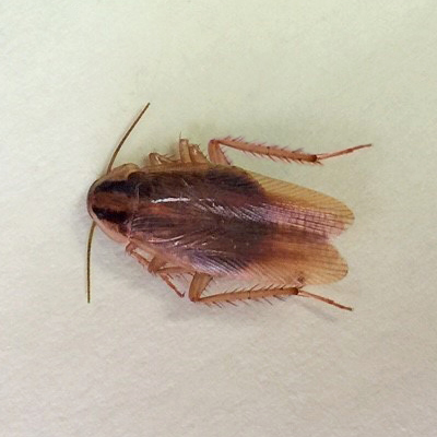 German Cockroach