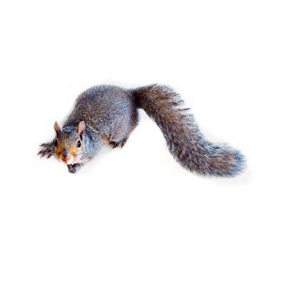 Grey Squirrel