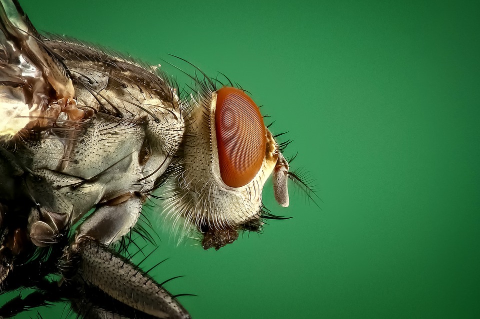 Have an infestation of these in the garage. Looks like a hybrid between house  fly and fruit fly. It hovers in the air like hummingbird but when I get  close or try