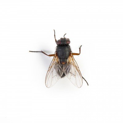 House Fly