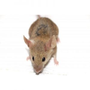 House Mouse