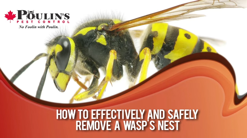 VIDEO: How To Remove A Wasp Nest - Poulin's Pest Control