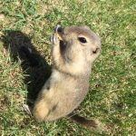 Ground Squirrel