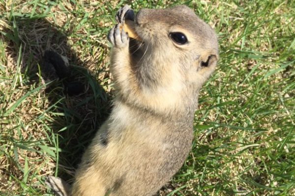 Pest Spotlight: Richardson Ground Squirrel