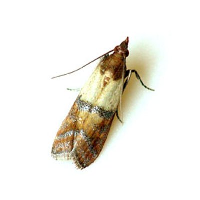 Meet The Indian Meal Moth