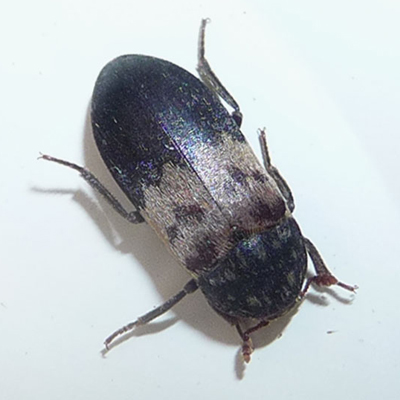 Larder Beetle