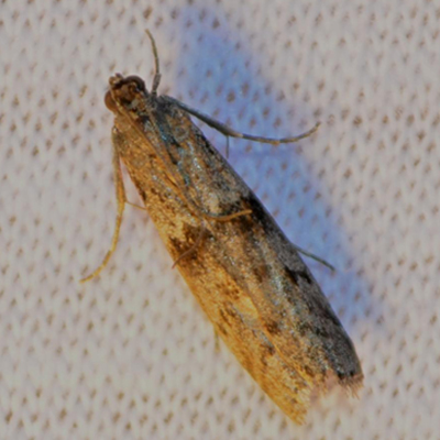 Mediterranean Flour Moth