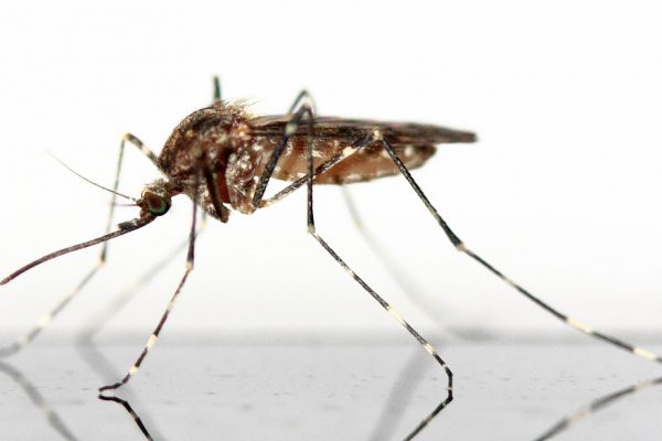 VIDEO: DIY Mosquito Control
