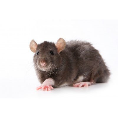 Pest Spotlight: Rats
