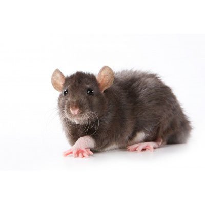 Norway Rat