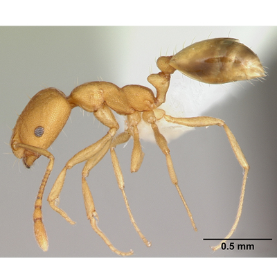 Pharaoh Ant