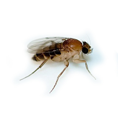 Phorid Fly