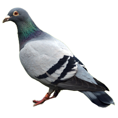 Pigeon