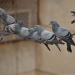 Swinging Pigeons Line
