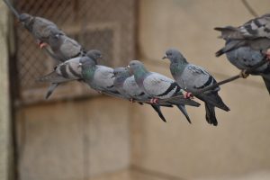 Swinging Pigeons Line