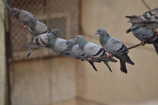 Bird Population Control - Poulin's Pest Control