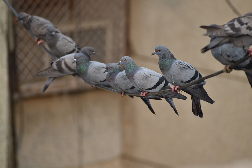 Pigeon Dropping Cleanup