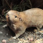 Pocket Gopher