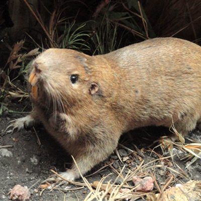 How to Kill Ground Squirrels and Pocket Gophers