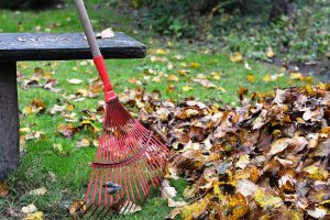 Raking leaves