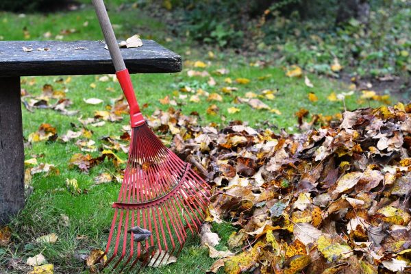 Autumn Pest Control: Common Basement Insects