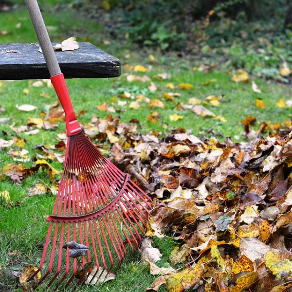 Autumn Pest Control: Common Basement Insects
