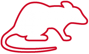 rat