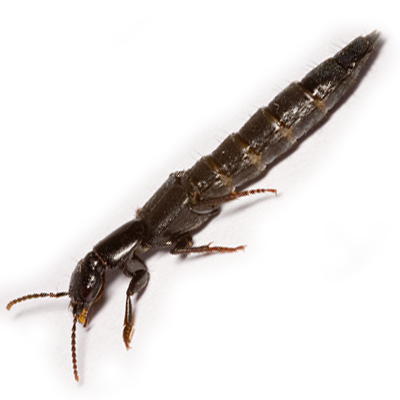 Rove Beetle