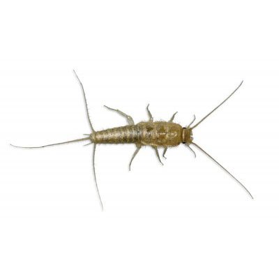 Silverfish