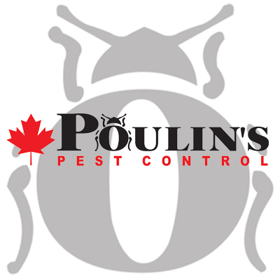 Everything You Need To Know About Rodent Bait - Poulin's Pest Control