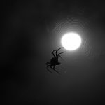 Spider at Night