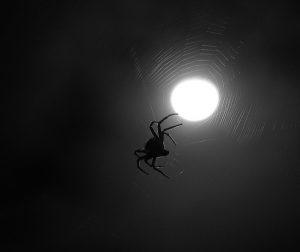 Spider at Night
