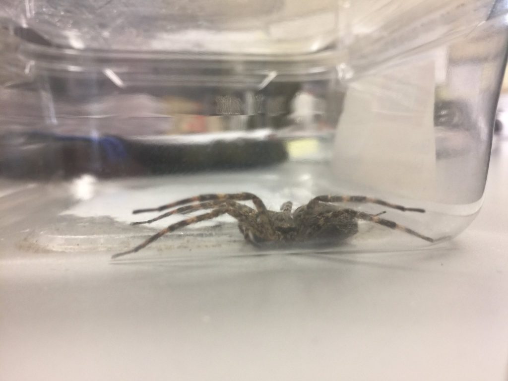 Spiders In Your Yard