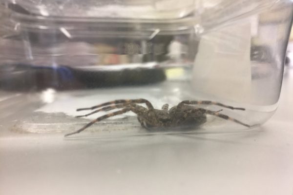 Spiders In Your Yard