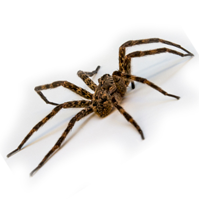 5 Natural Remedies to Combat Spiders Poulin s Pest Control