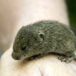 Vole on a hand