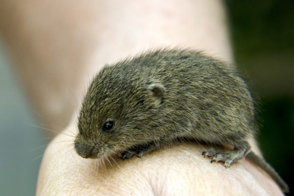 Watch For Voles This Fall