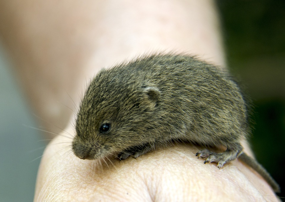 Vole on a hand