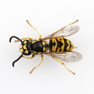 Wasp