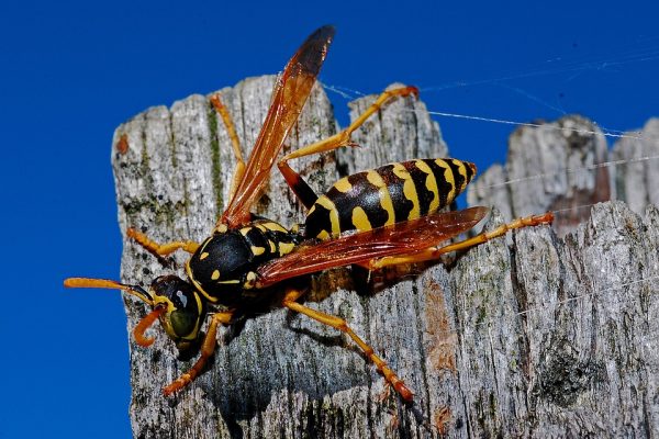 Wasps in Canada